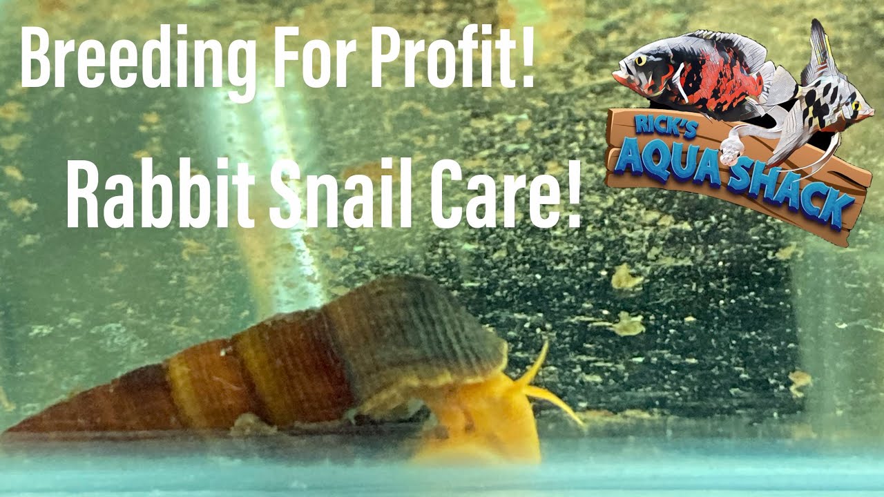 Breeding For Profit: Rabbit Snail Care & Breeding!!