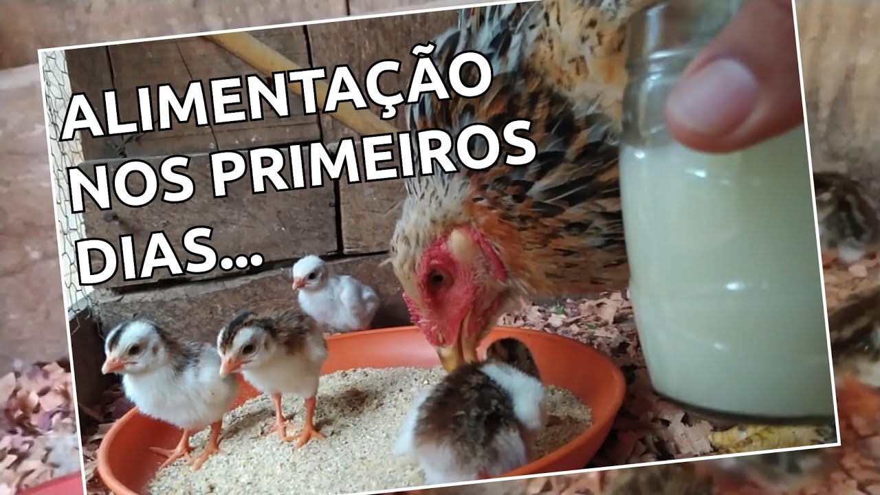 como cuidar dos pintinhos de angola