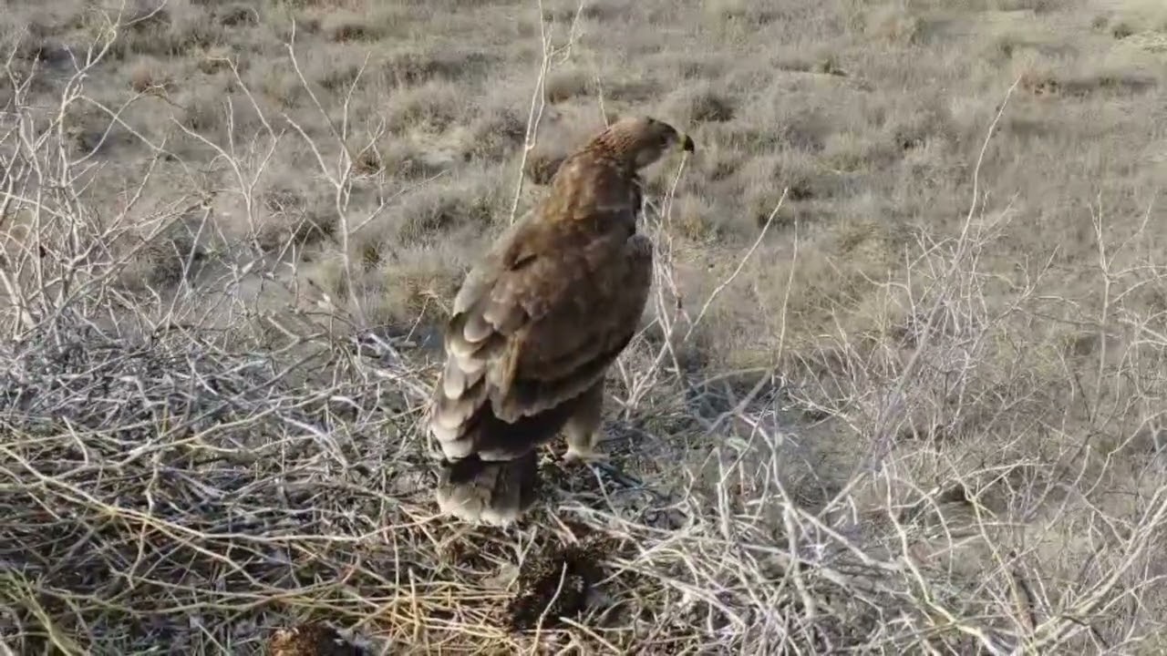 Guardian of the Wild | Raptor Nesting at Lal Suhanra National Park