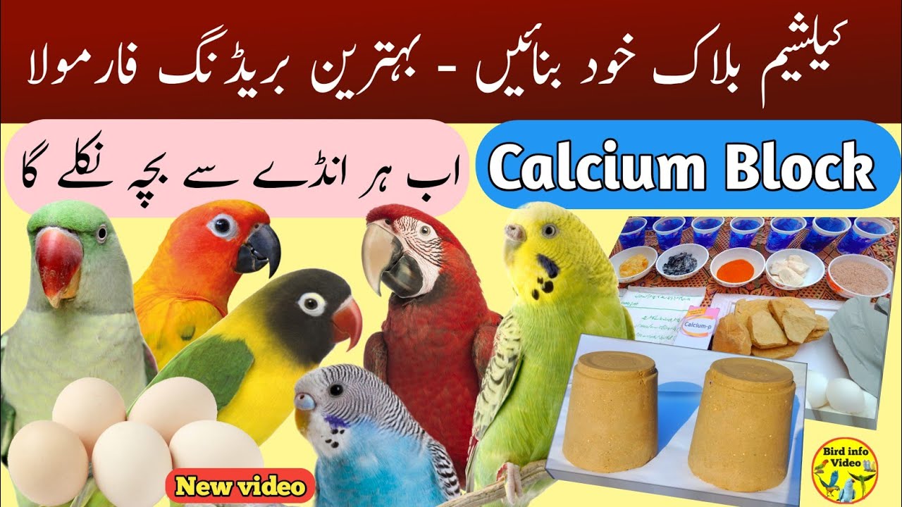 Calcium block for budgies parrots lovebirds | Mineral block for bird| Calcium block banane ka tarika