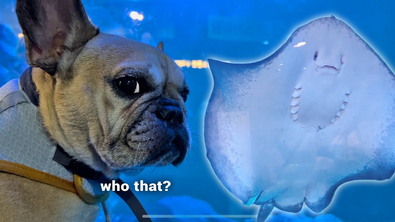 Surprising My Dogs With Their FIRST Visit To The Aquarium **WARNING Funniest Reactions