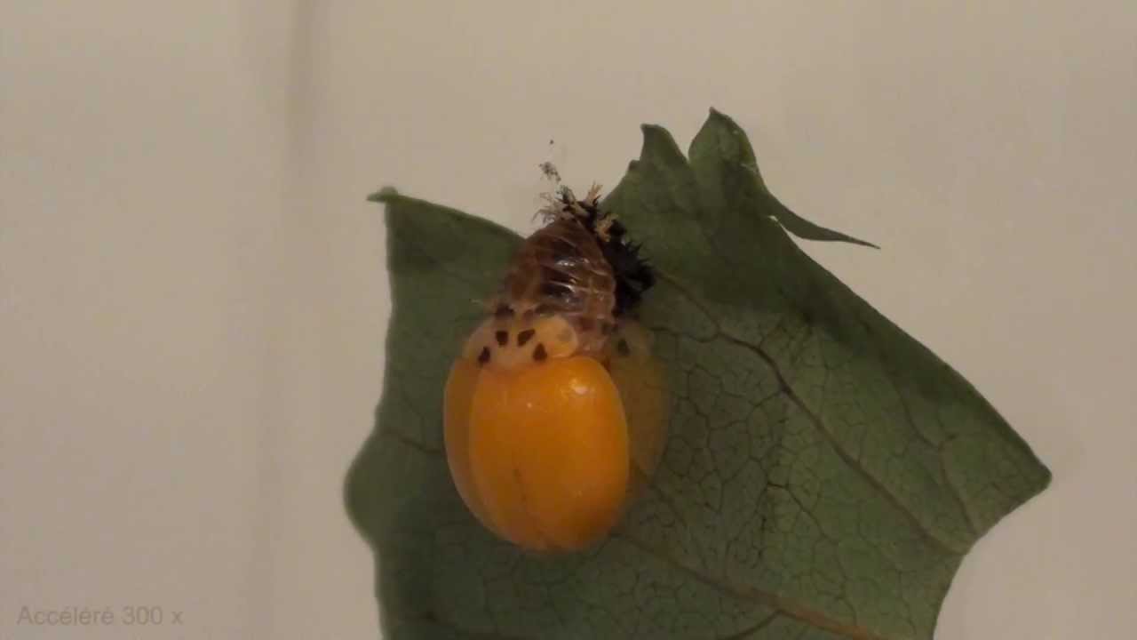 Naissance d'une coccinelle : nymphose et métamorphose en accéré