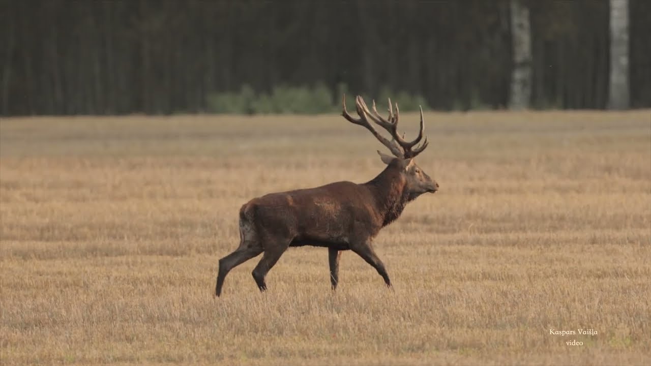 2025 Briežu Bauris 2025 RED DEER RUT LATVIA