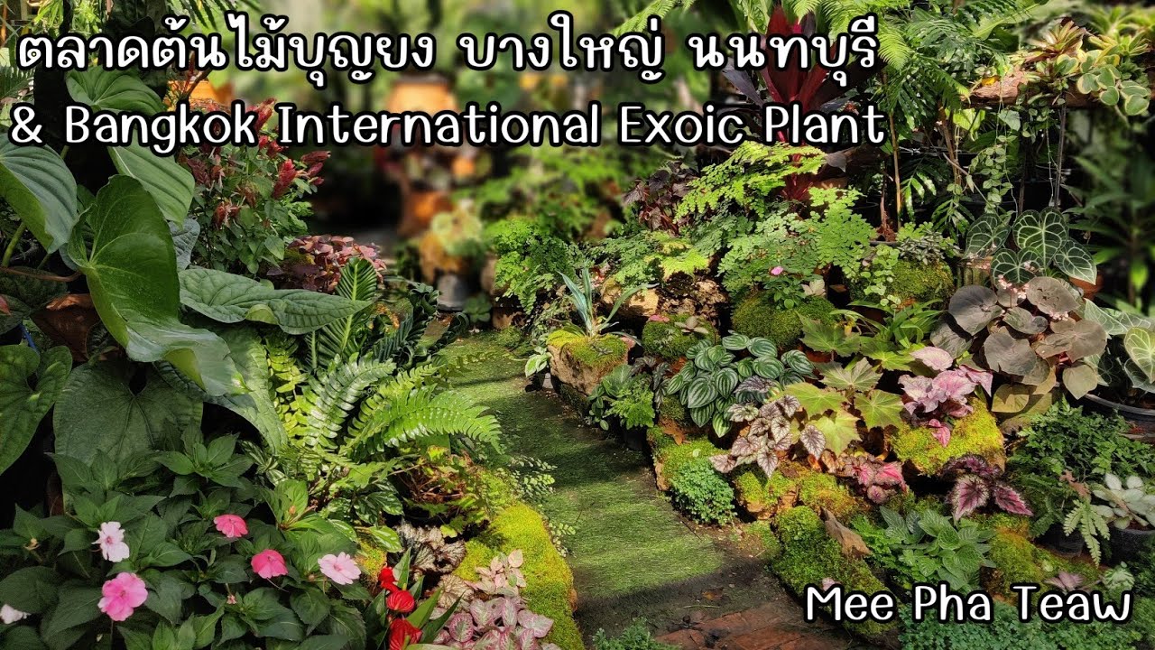 ตลาดต้นไม้บุญยง ตลาดต้นไม้สีเขียว&งาน bangkok international exotic plants  กับ#meephateaw 