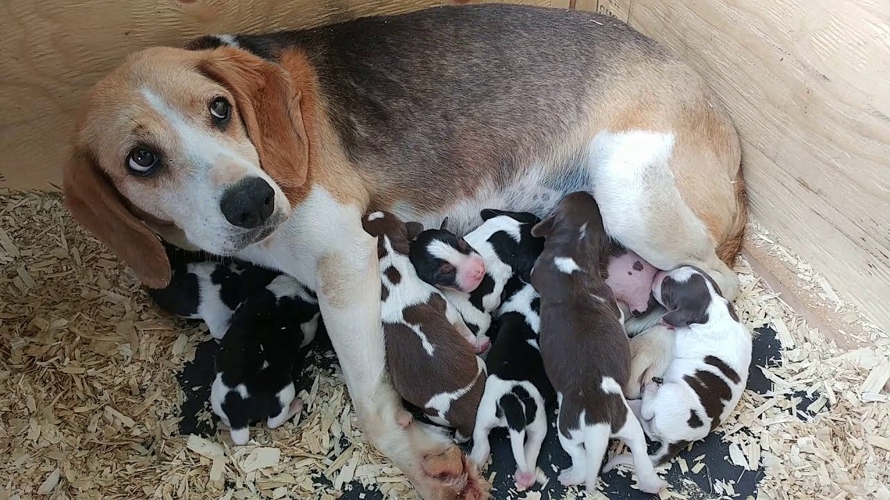 NEWBORN BEAGLE PUPPIES! Babes with her one day old pups