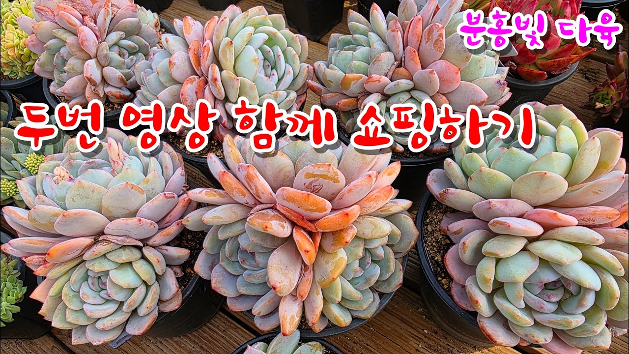 [26/3/14] 두번 영상 함께  쇼핑하세요~^^