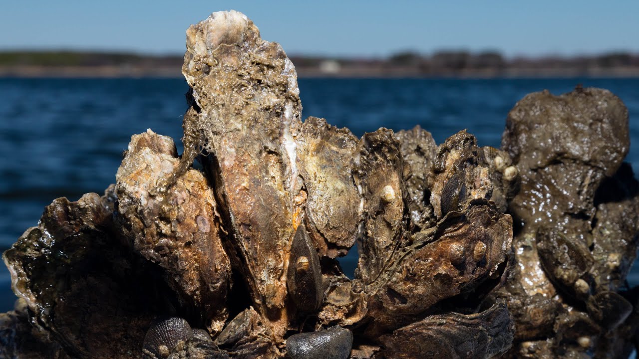 Thriving Habitats and Wildlife: A Deep Dive into the Revised Goal of the Watershed Agreement