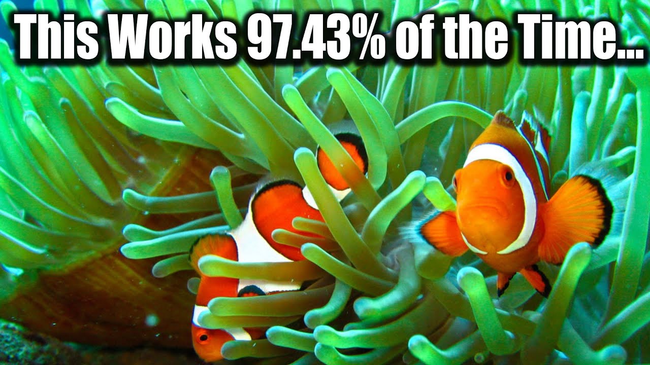 How to Host New Clown Fish in an Anemone (Step by Step Guide)