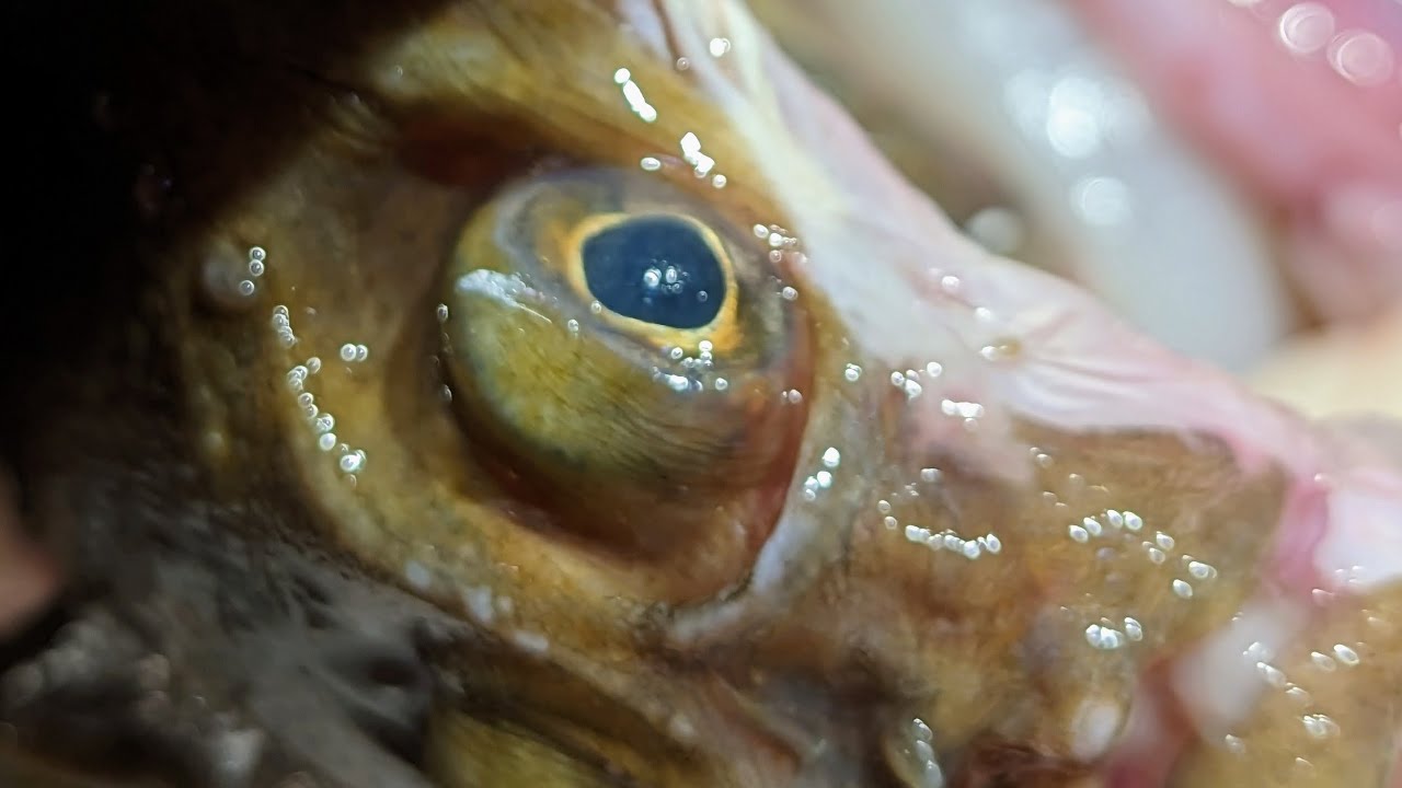 Master Fishmonger assessment video, cross cut filleting a whole wild European Plaice