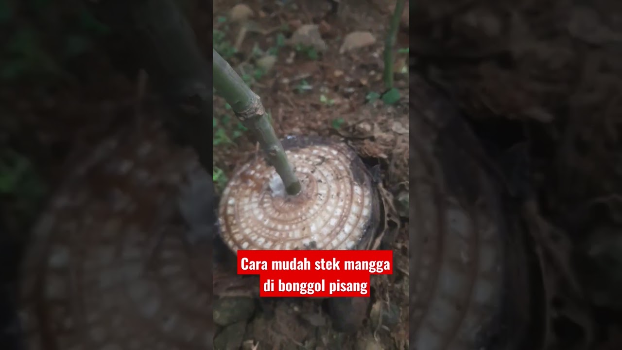 Cara mudah stek mangga di bonggol pisang #shorts #short #carastek #mangga #bonggol #pisang