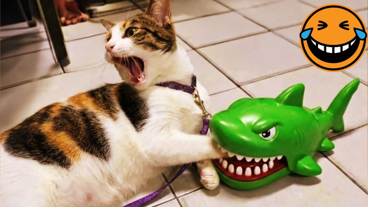 Try Not To Laugh 🤫 Funniest Cats & Dogs 😻 Funny Animals