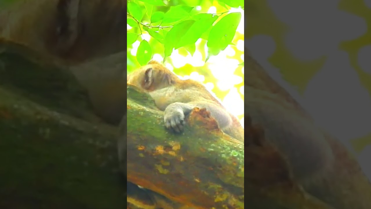 Angkor's Monkey Lifestyle 1