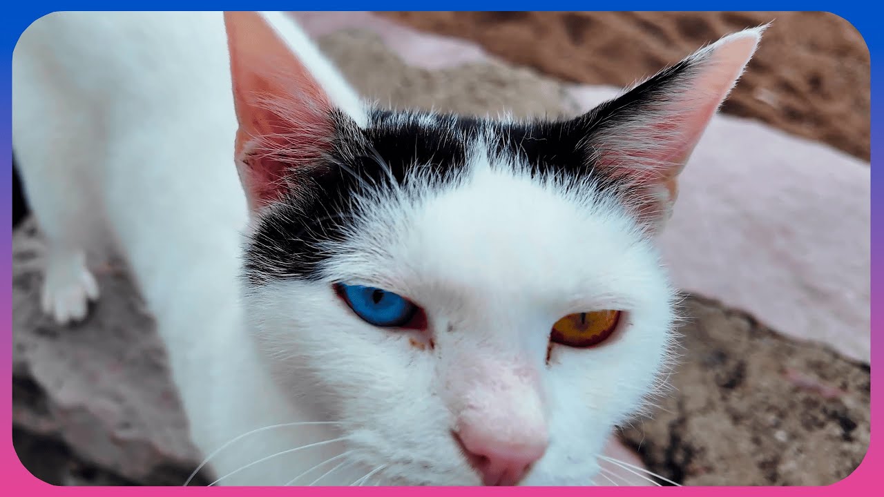 Feeding a beautiful two-colored cat [4К 60FPS] ASMR
