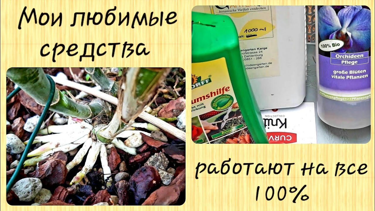 Как нарастить корни у орхидеи? - 