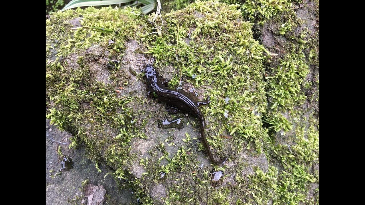 My amphibian pond and the return of the smooth newts