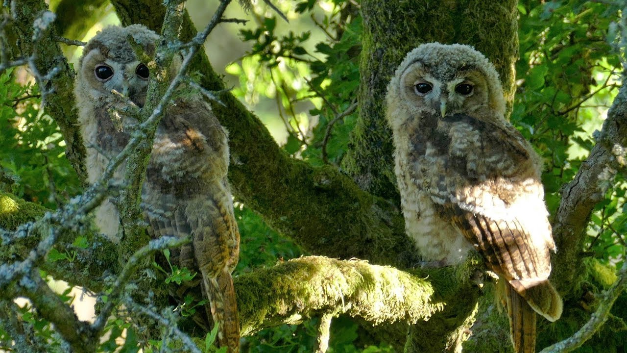 Tawny owl story