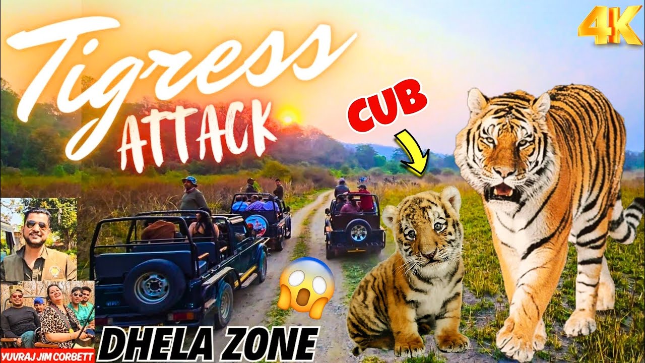 TIGRESS ATTACKED US AND PROTECTED HER CUB IN DHELA ZONE SAFARI 😱 GUEST WAS SCARED 🫣