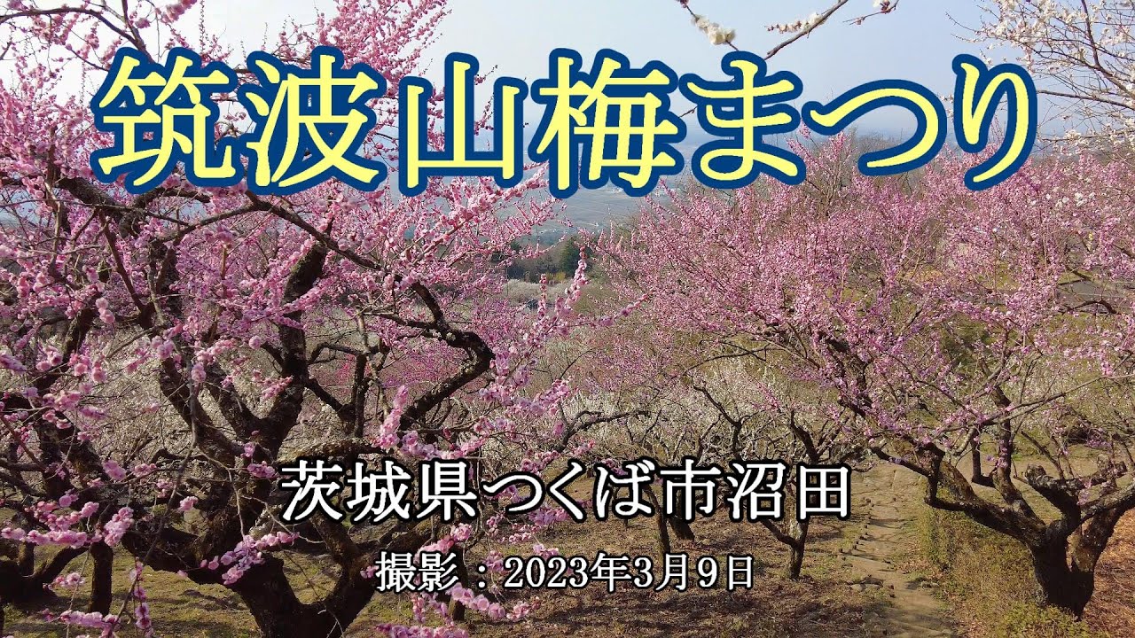 筑波山梅まつり [4K] Mt.Tsukubasan Plum Festival