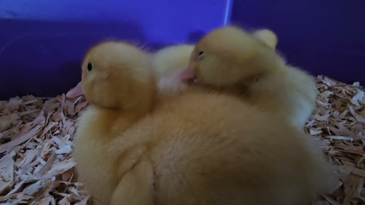 Duckling ASMR , They quickly fall asleep. 