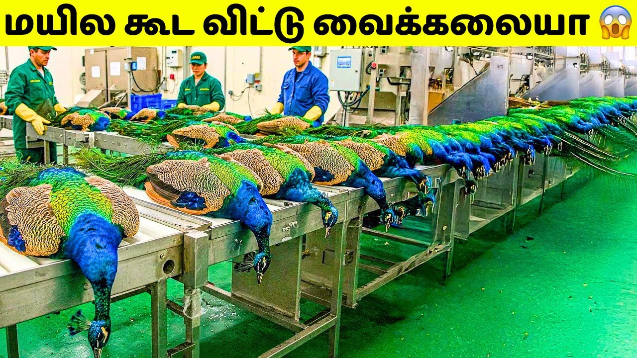 Animals Destroyed for Humans #2 | Peacock Farming | Tamil Amazing Facts | Peacocks