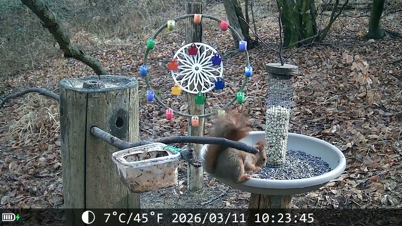 20260311 POSATOIO - BIRD FEEDER