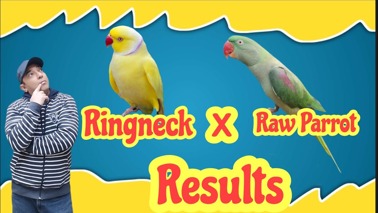 How to Produce Lutino Alexandrine Pure Parrots||Alexandrine Parrot hybridization||Yellow Raw Parrot|