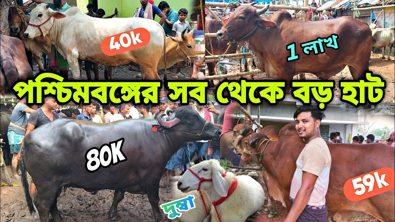 দক্ষিন বারাসাত গড়ের হাট ২০২৫ |পশ্চিমবঙ্গের সব থেকে সস্তা গরু মহিষের হাট 🐄|Daksin Barasat Gorer hat