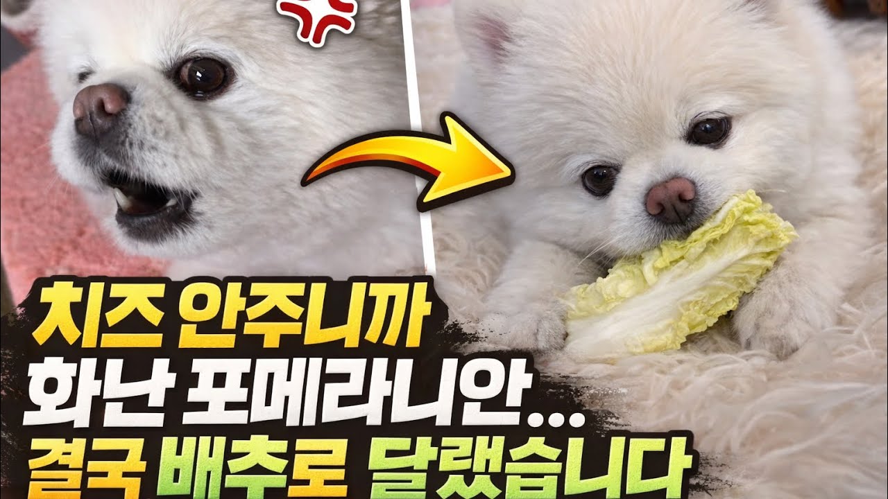 치즈 더 달라고 화난 포메라니안 결국 배추로 협상했습니다🥬