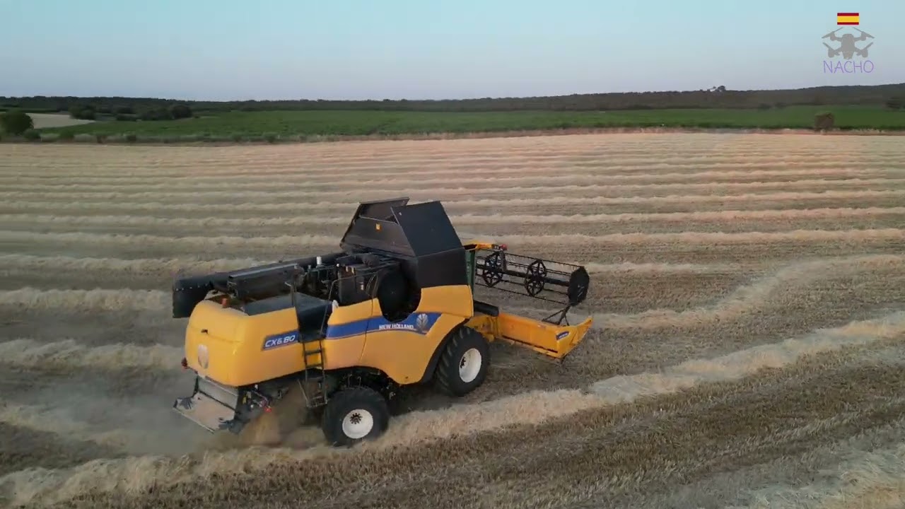 Cosechando cebada al Atardecer.