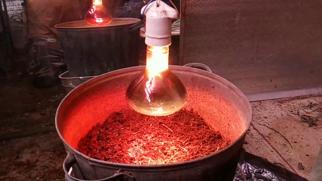 Простой способ избавиться от гринды, падуры и клеща.