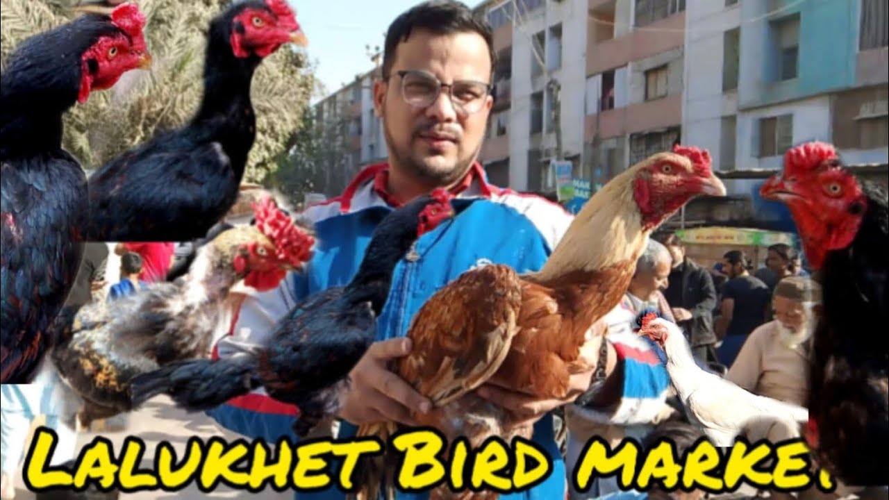 Bird market lalukhet aseel murgy miya wali || #hafeezuddin ||