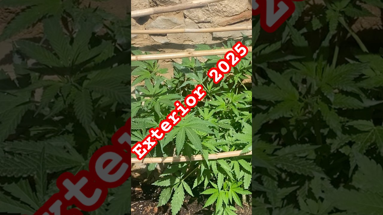 Exterior 2025 #exterior #plants #shortsfeed