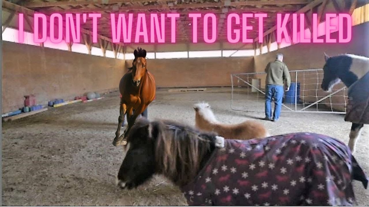 Introducing A New Horse To The Herd