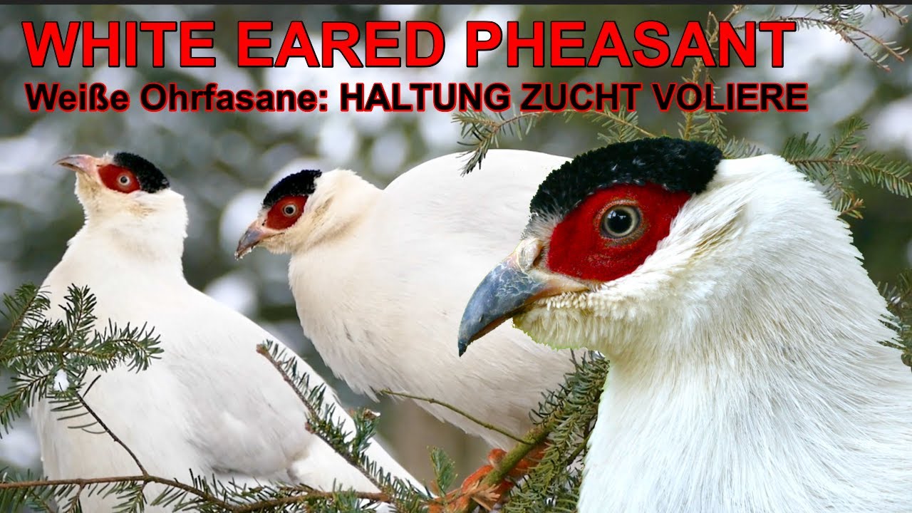 Weiße Ohrfasane frei laufen lassen - Herkunft, Haltung, Fütterung von weißen und blauen Ohrfasanen