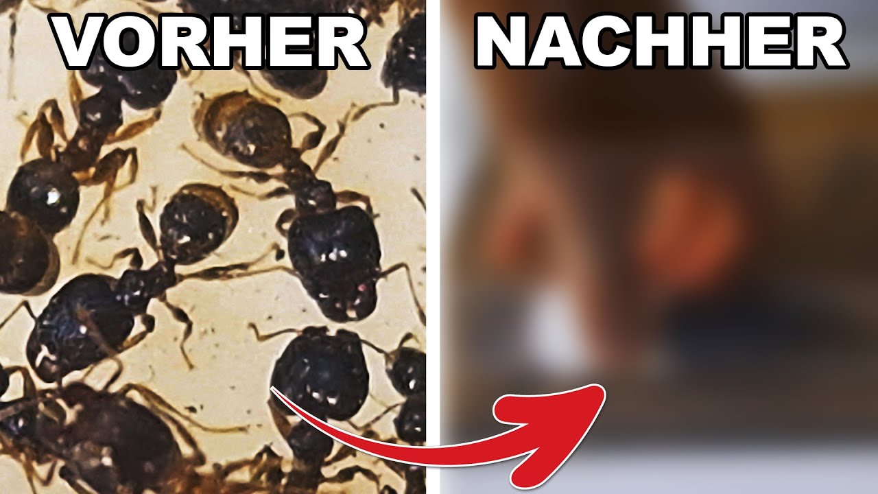 Die schlimmste Entscheidung meines Lebens? Meine Ameisenkolonie in Gefahr!
