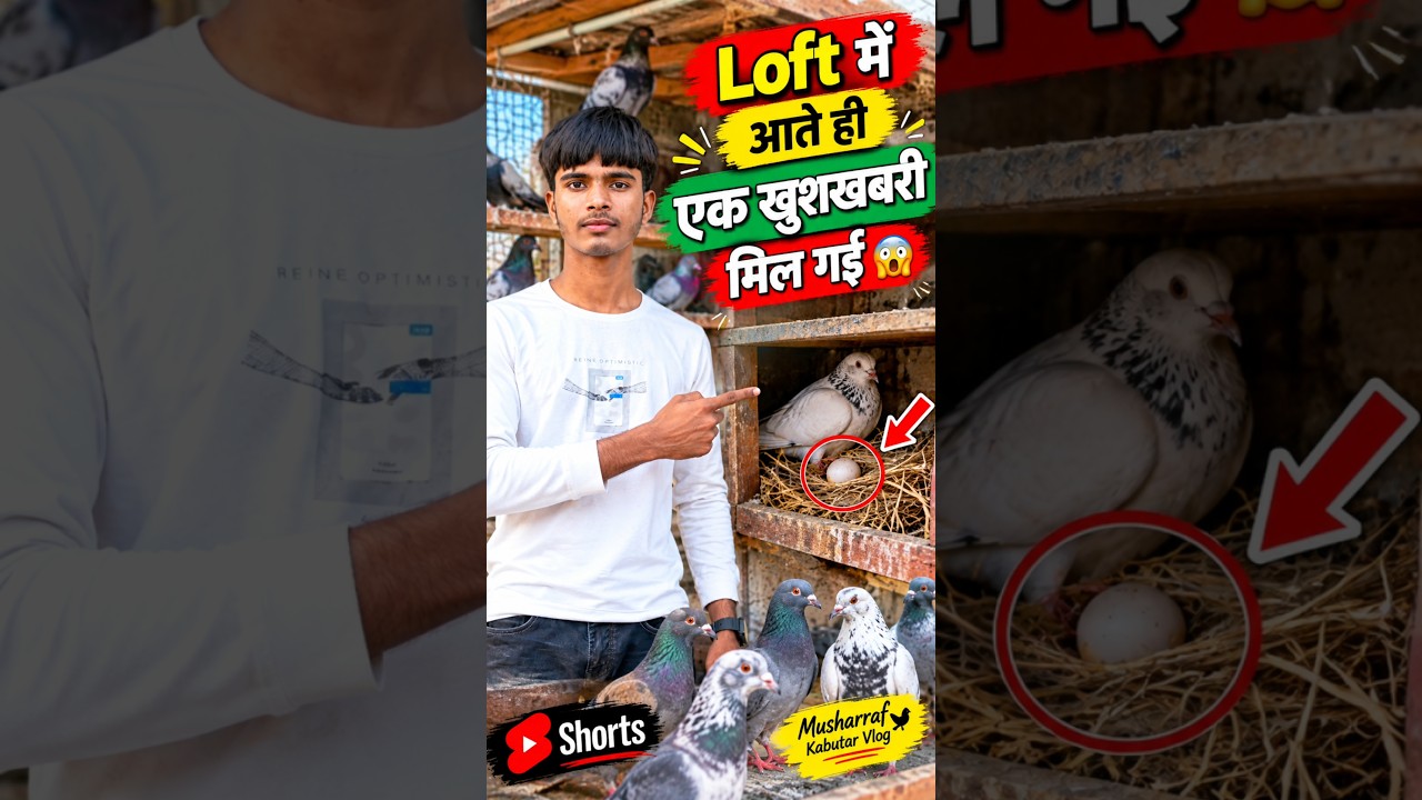 Loft me ate hi ek kushkhbri mil gayi 🤩🕊️ #viral #minivlog