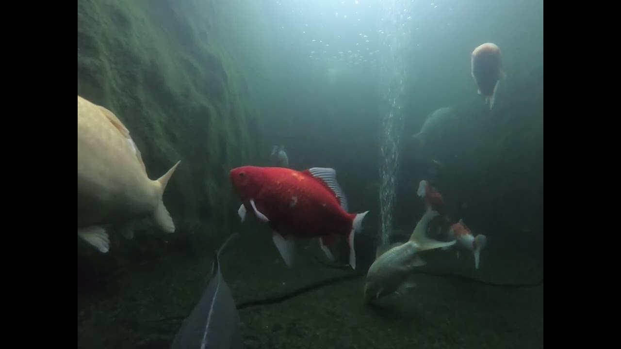 Winter underwater carp and other pond species 