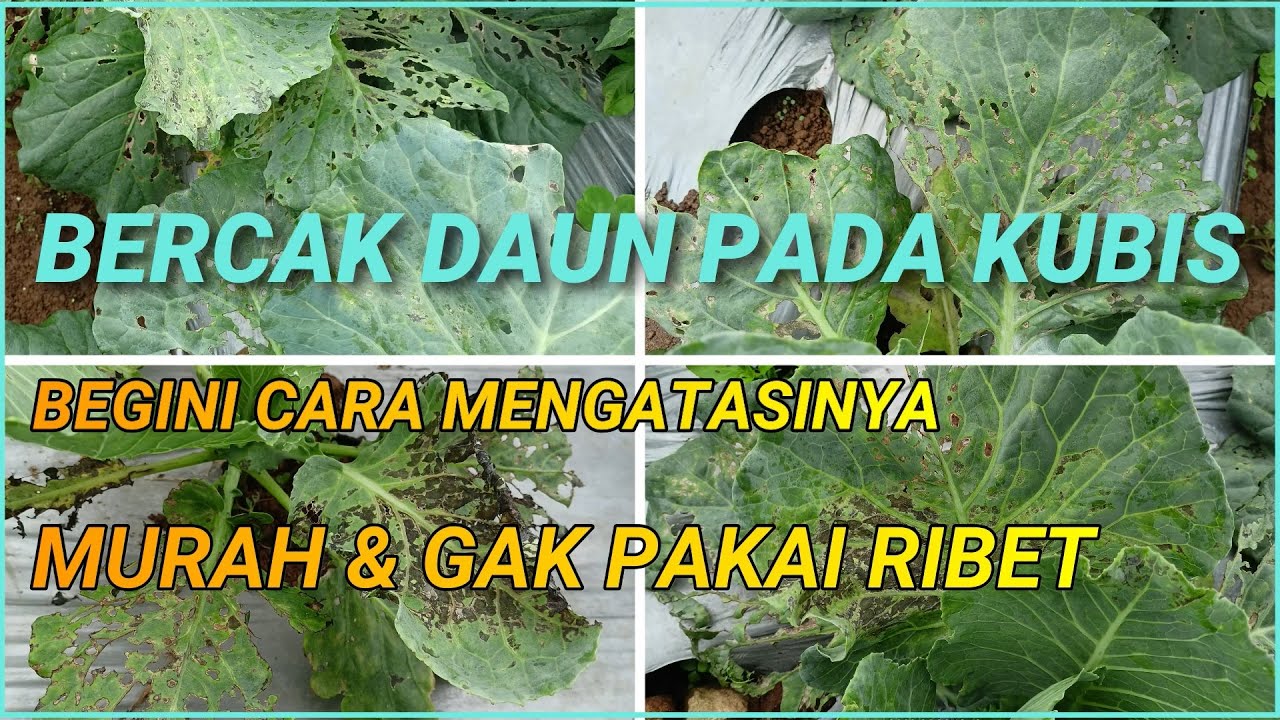 Mengatasi Bercak Daun pada Kubis, gak pakai ribet