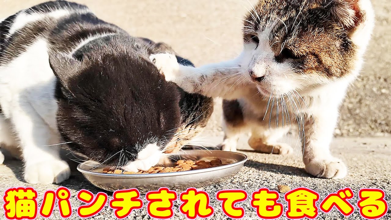 猫パンチされても食べ続ける猫 さくらねこコロニーでたくさんご飯をあげたらたくさん食べた