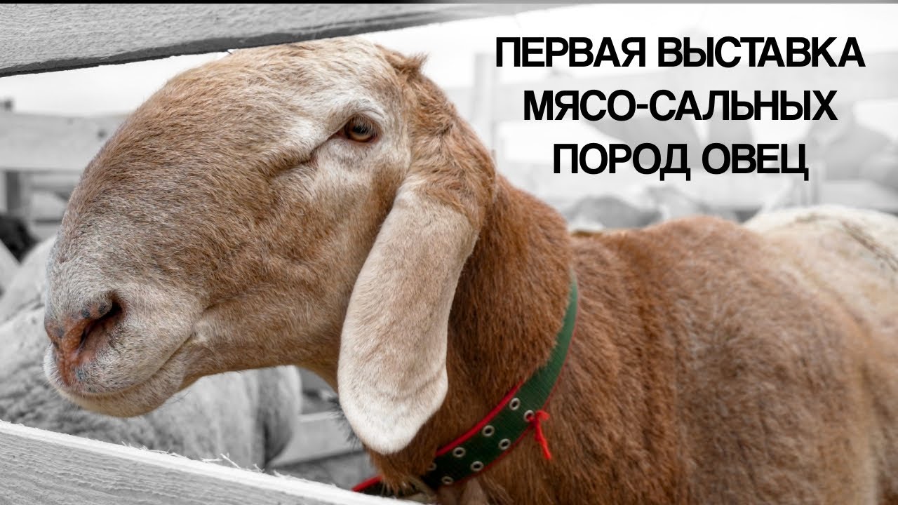 Первая выставка мясо-сальных пород овец в северном Казахстане