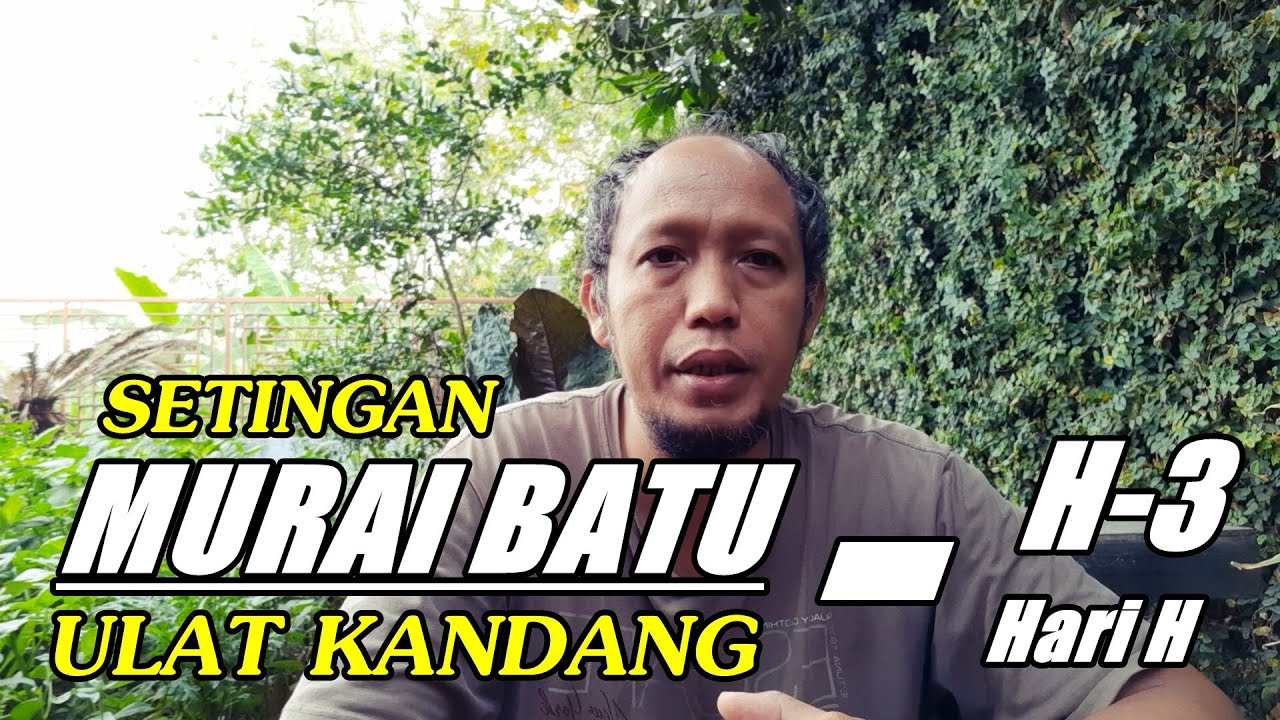 Setingan MURAI BATU mengunakan ulat kandang bongkar isian