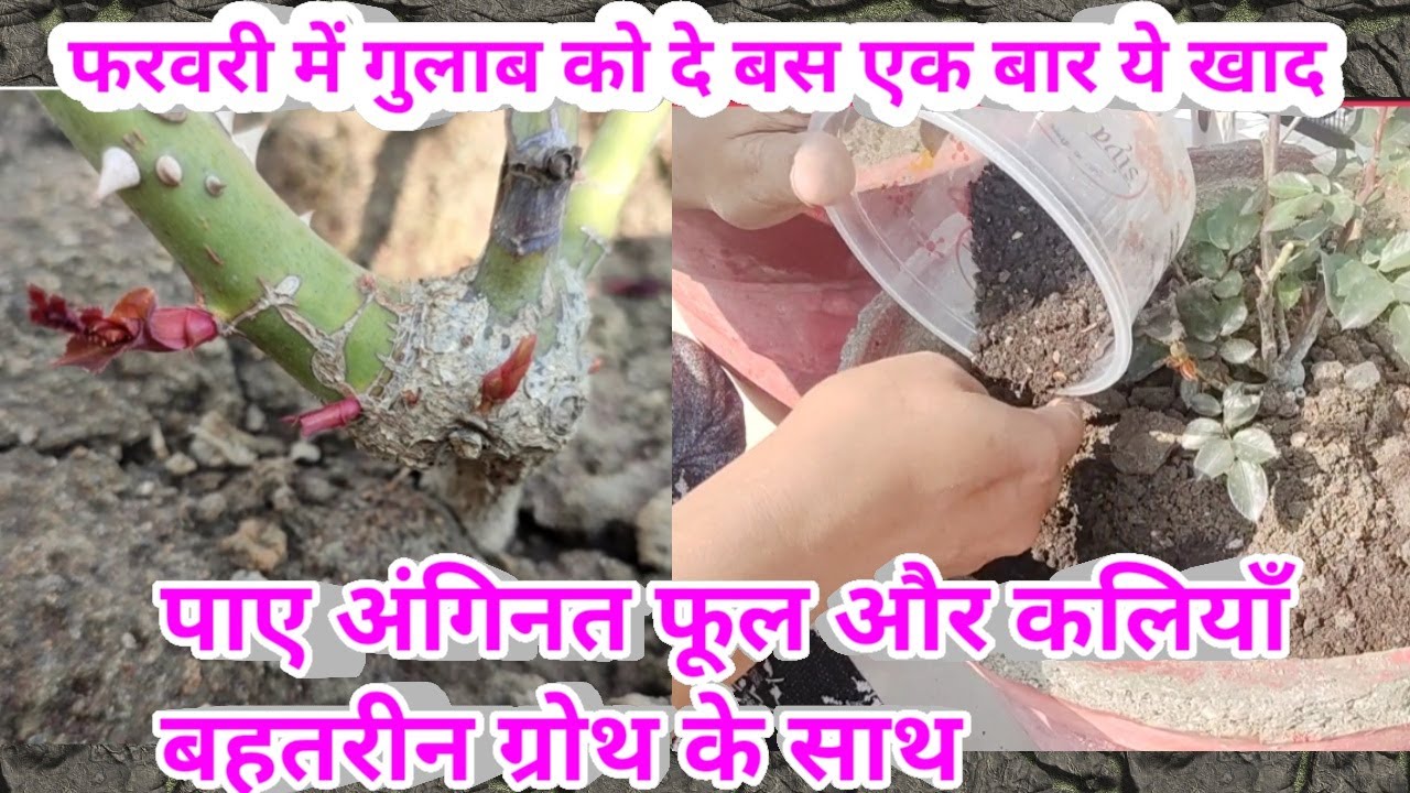 फरवरी में गुलाब को दे बस एक बार ये खाद/पाए अंगिनत फूल और कलियाँ बहतरीन ग्रोथ के साथ #roseplantcare