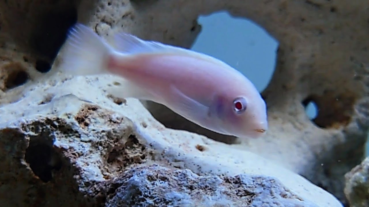 Snow White Cichlid Pseudotropheus Socolofi Albino Care Guide