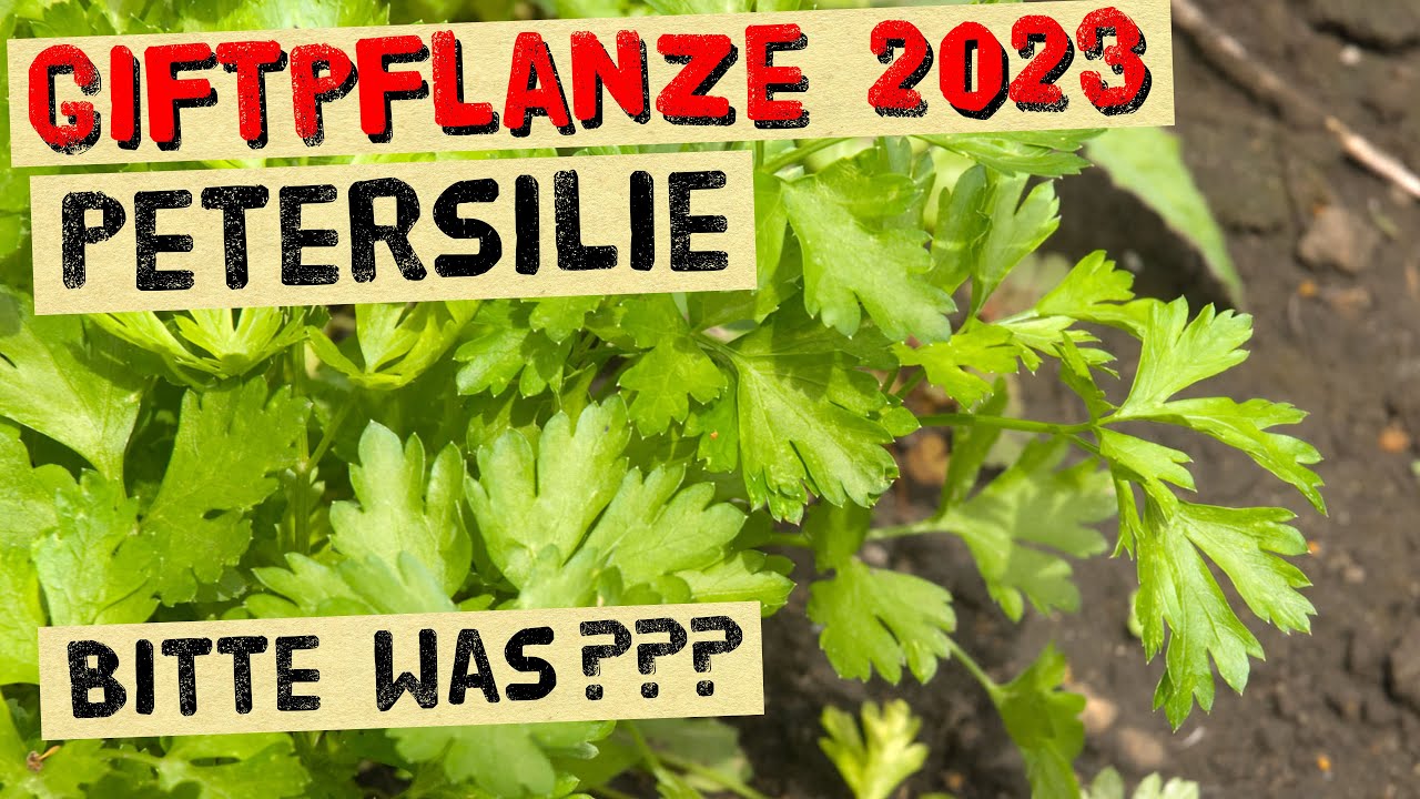 Ist Petersilie giftig? Giftpflanze 2023 - Ist es wirklich gef&auml;hrlich Petersilie zu essen?