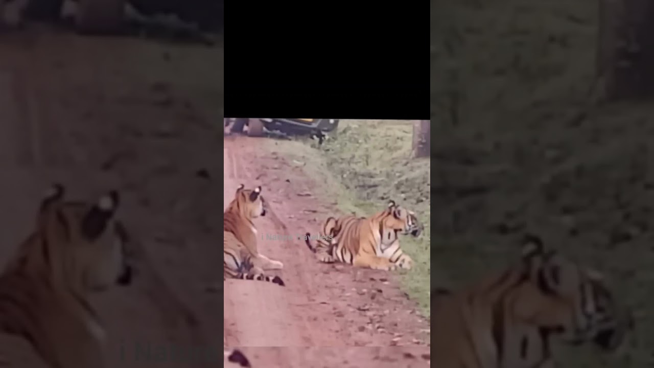 Dec 13th mrng tiger sighting at kabini,subscribe to our channel for more updates 😍 