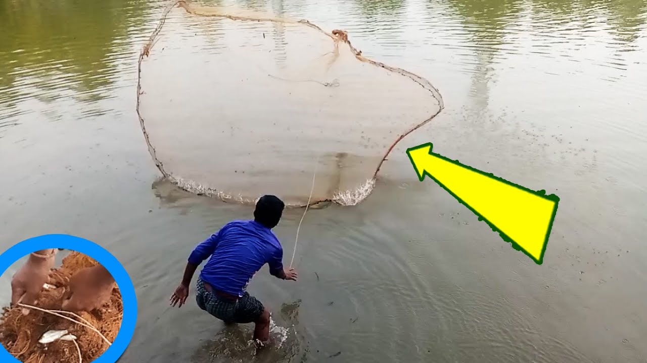 Cast Net Fishing BD / Tiny Fish Caught by Net / Hand Thrown Net Fishing-Village Net Fishing at Pond