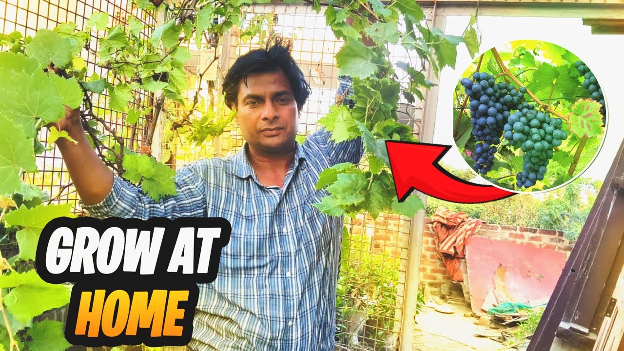 Angoor Ki Bel: A Unique Gardening IdeaAngoor ki Bel – अंगूर की बेल की पूरी जानकारी