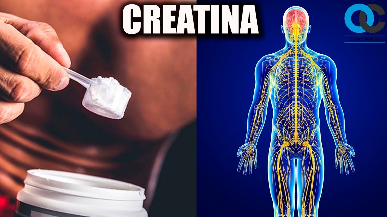 Creatina ¿Cómo funciona?