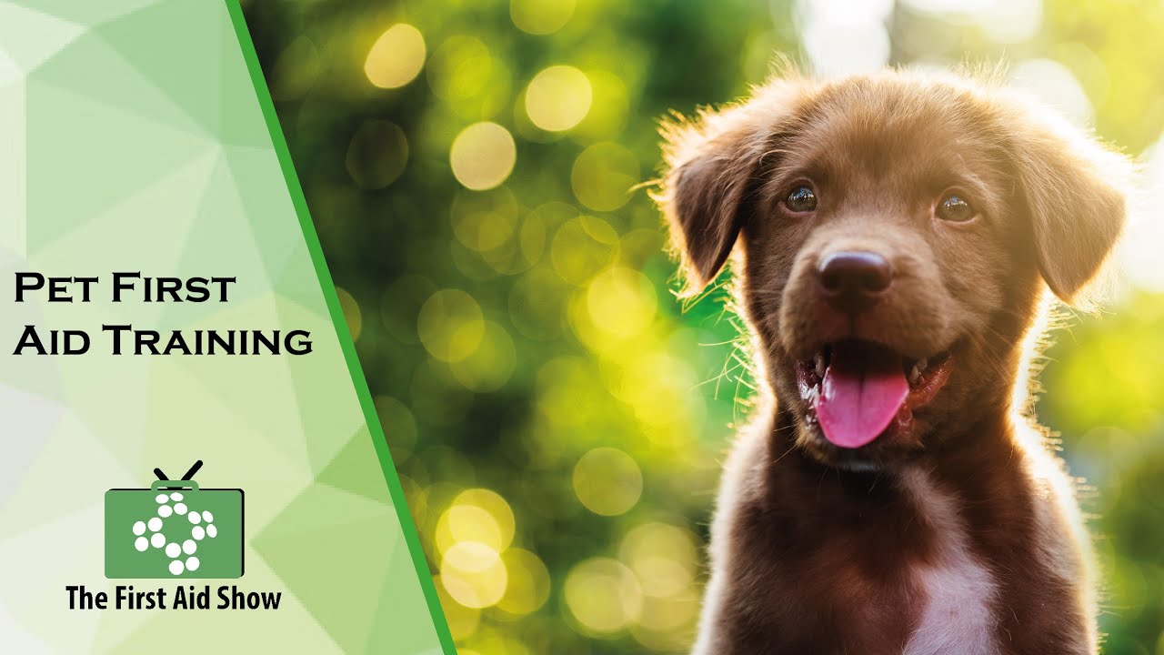 Pet First Aid Training