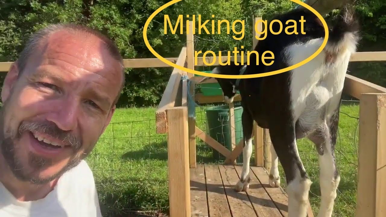Daily Milking Goat Routine
